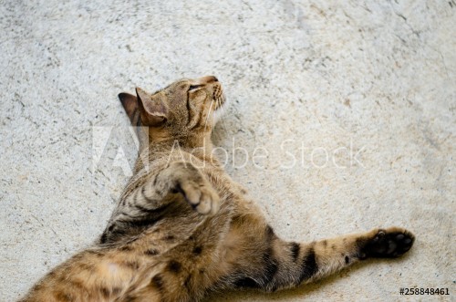 Picture of Thai lazy cat lay in easy day